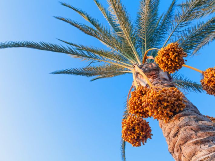 تفسير رؤية النخيل